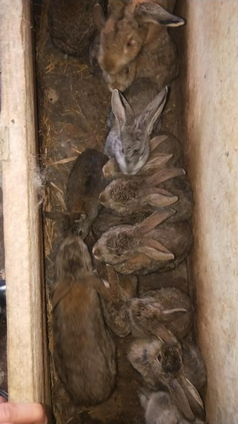 农户养殖优质草兔3~5斤商品兔