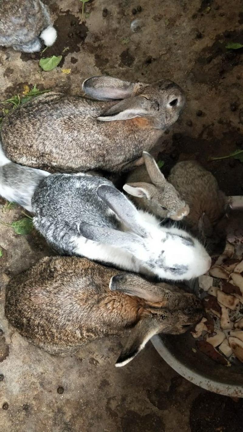 农户养殖优质草兔3~5斤商品兔