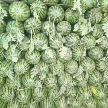 绿宝西瓜8斤打底8成熟1茬