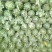 绿宝西瓜8斤打底8成熟1茬