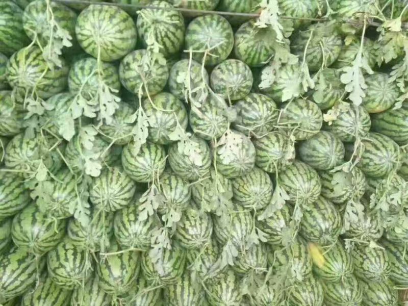 绿宝西瓜8斤打底8成熟1茬