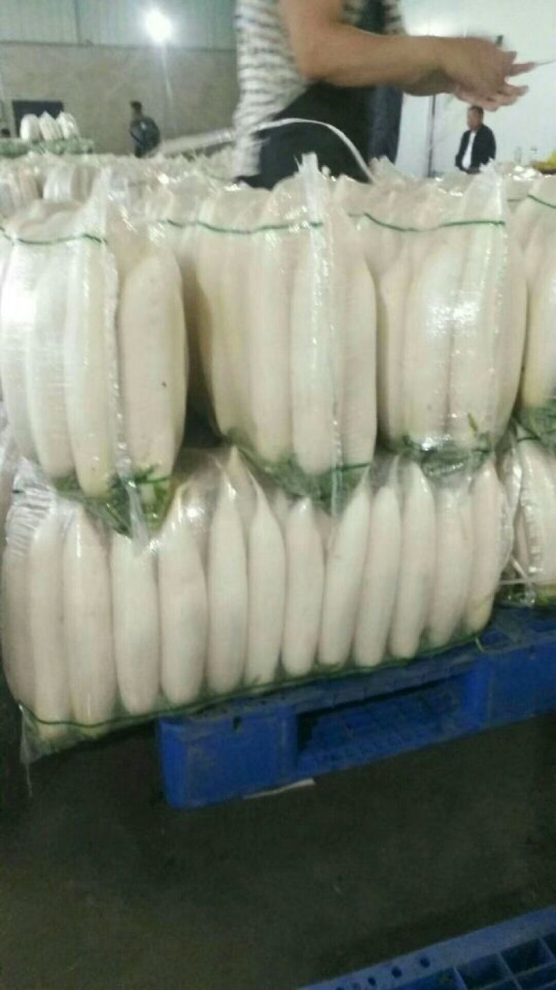 沙洋精品白萝卜大量上市，主要以商超供应，生鲜蔬菜，