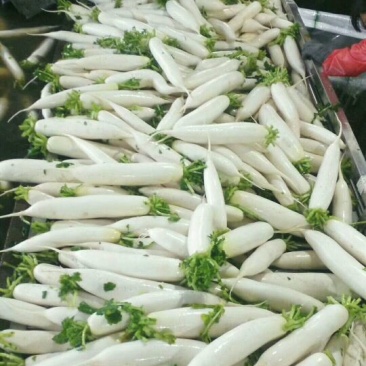 沙洋精品白萝卜大量上市，主要以商超供应，生鲜蔬菜，