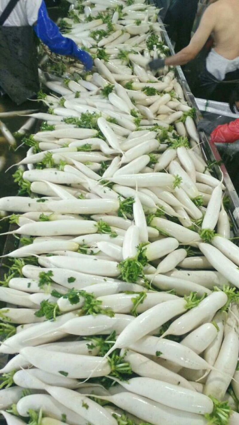沙洋精品白萝卜大量上市，主要以商超供应，生鲜蔬菜，