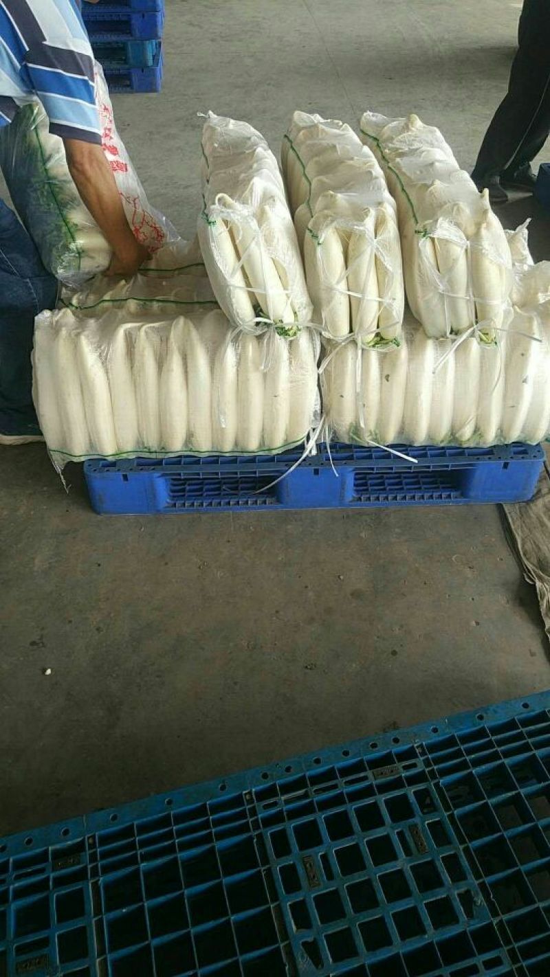 沙洋精品白萝卜大量上市，主要以商超供应，生鲜蔬菜，