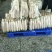 沙洋精品白萝卜大量上市，主要以商超供应，生鲜蔬菜，