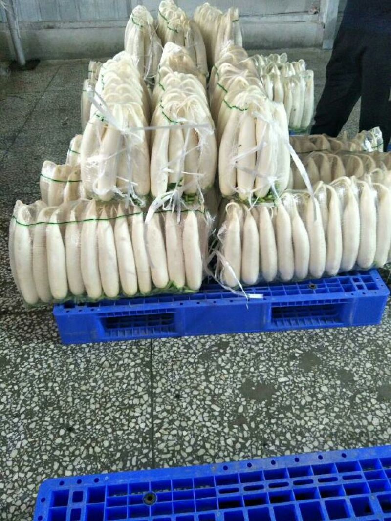 沙洋精品白萝卜大量上市，主要以商超供应，生鲜蔬菜，