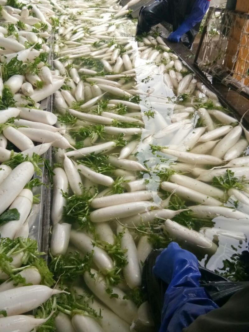 沙洋精品白萝卜大量上市，主要以商超供应，生鲜蔬菜，