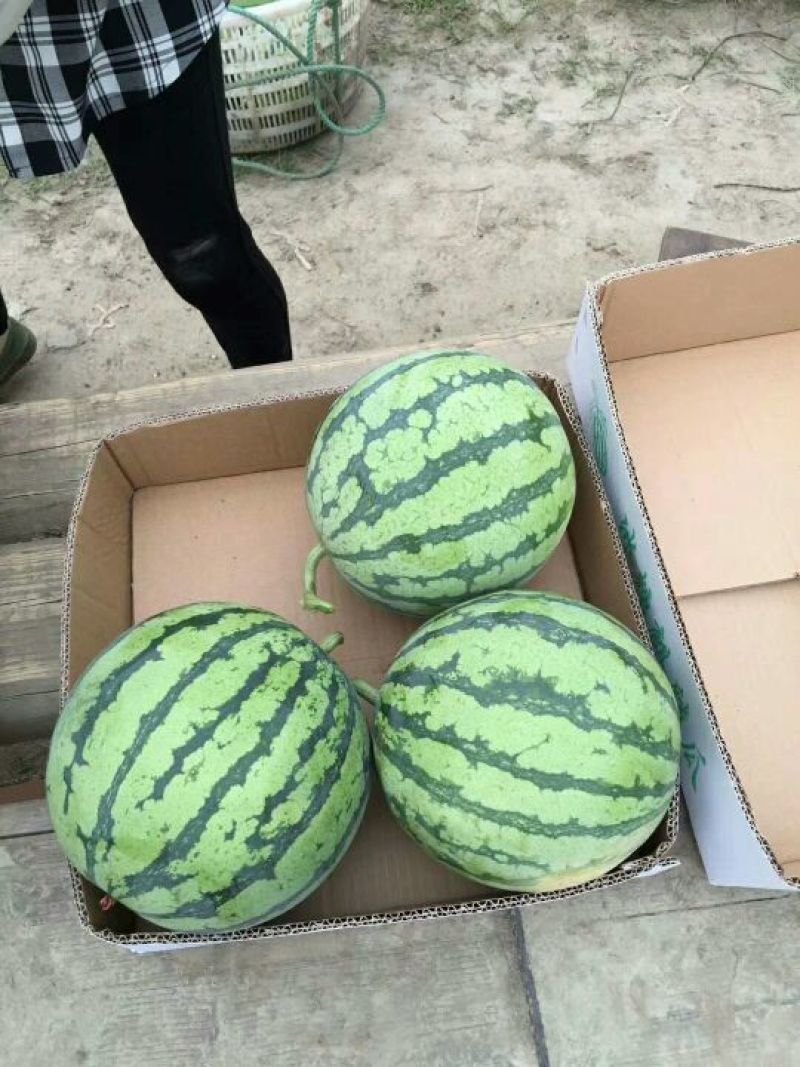 8424西瓜5斤打底8成熟1茬无籽