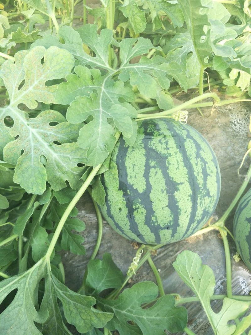 8424西瓜5斤打底8成熟1茬无籽