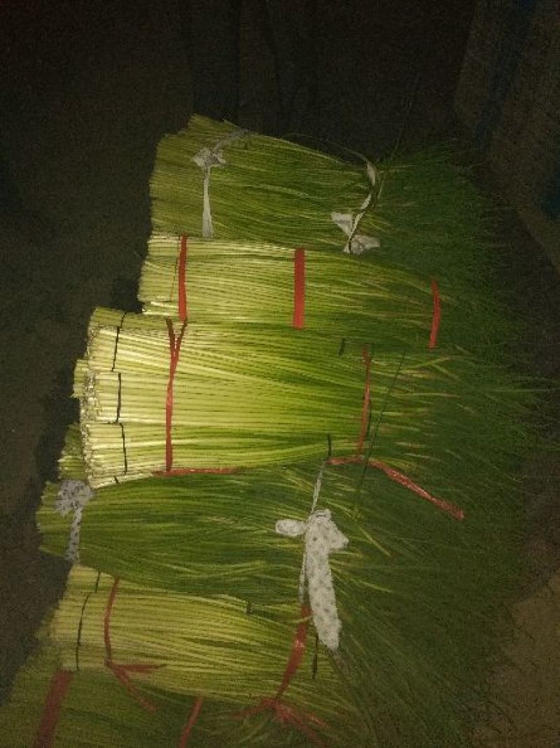 杂交蒜薹通货50~60cm