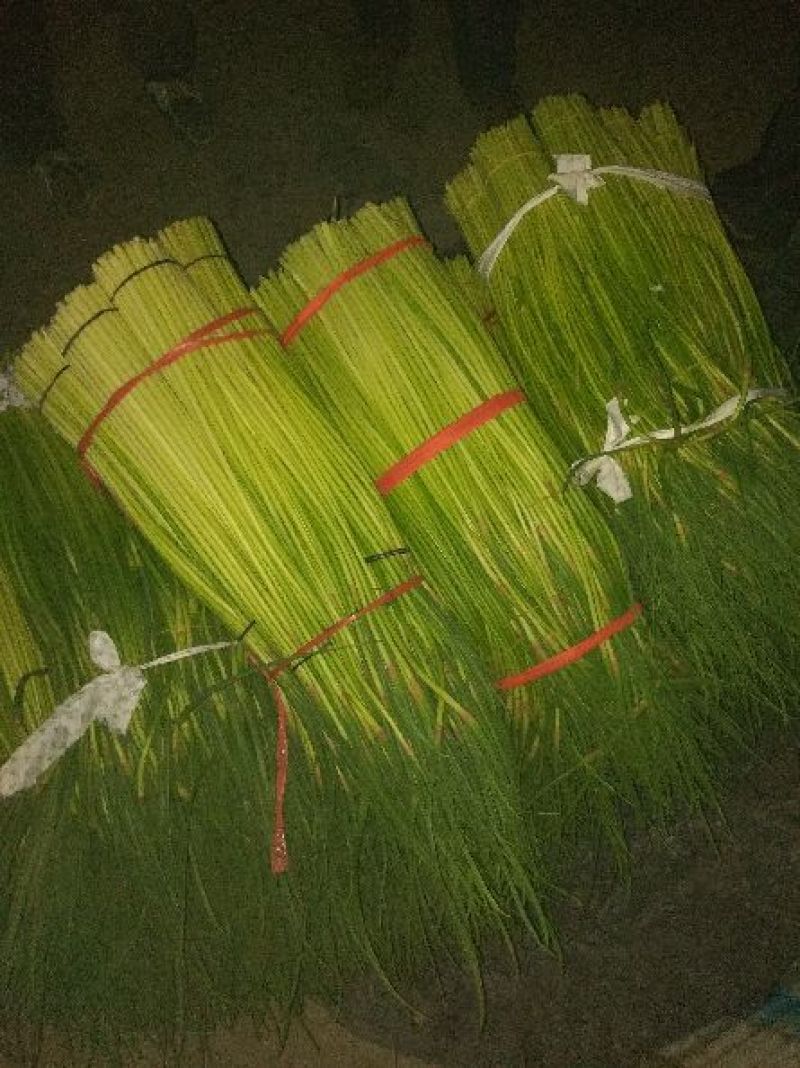 杂交蒜薹通货50~60cm