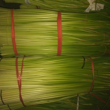 杂交蒜薹通货50~60cm