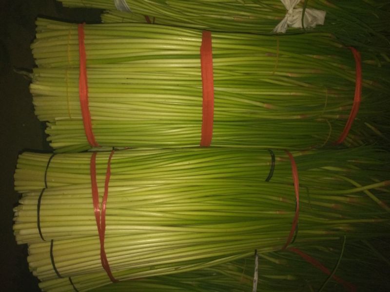 杂交蒜薹通货50~60cm