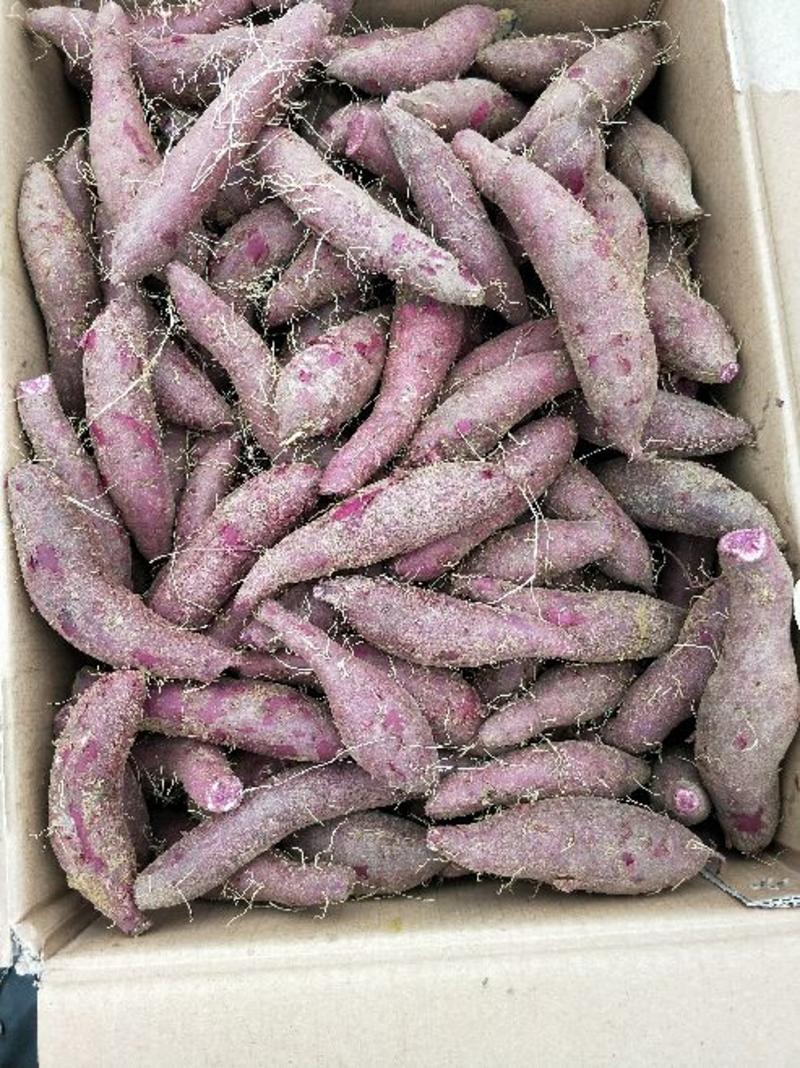 广东隧溪紫薯甜度高量大价优可供电商市场商超欢迎老板们订购