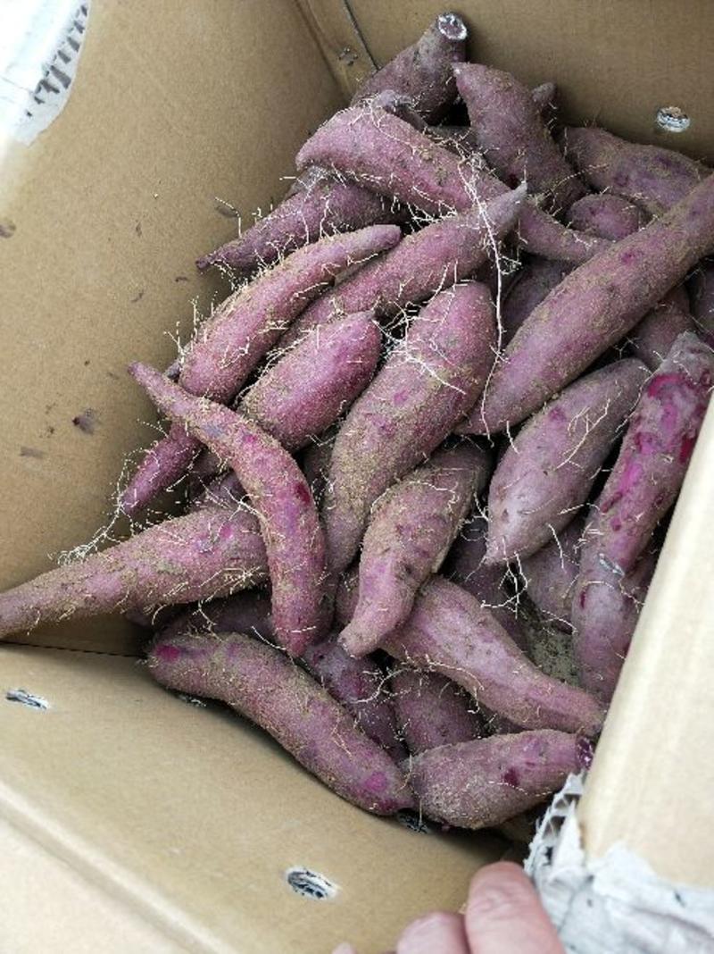 广东隧溪紫薯甜度高量大价优可供电商市场商超欢迎老板们订购