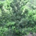 罗汉松8~10cm8~10cm3~3.5米