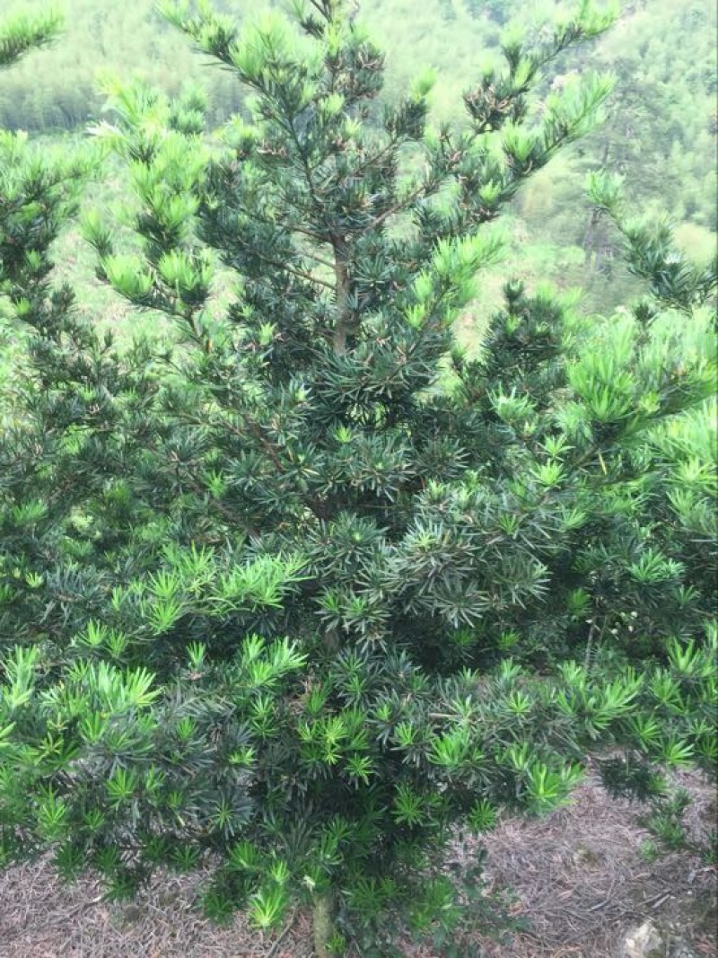 罗汉松8~10cm8~10cm3~3.5米