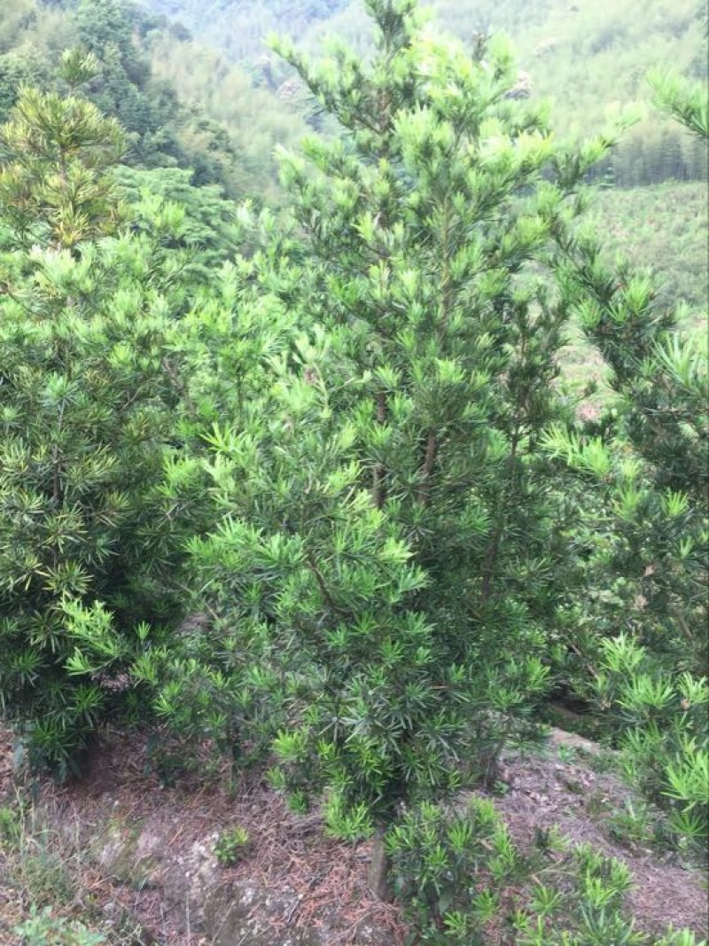 罗汉松8~10cm8~10cm3~3.5米