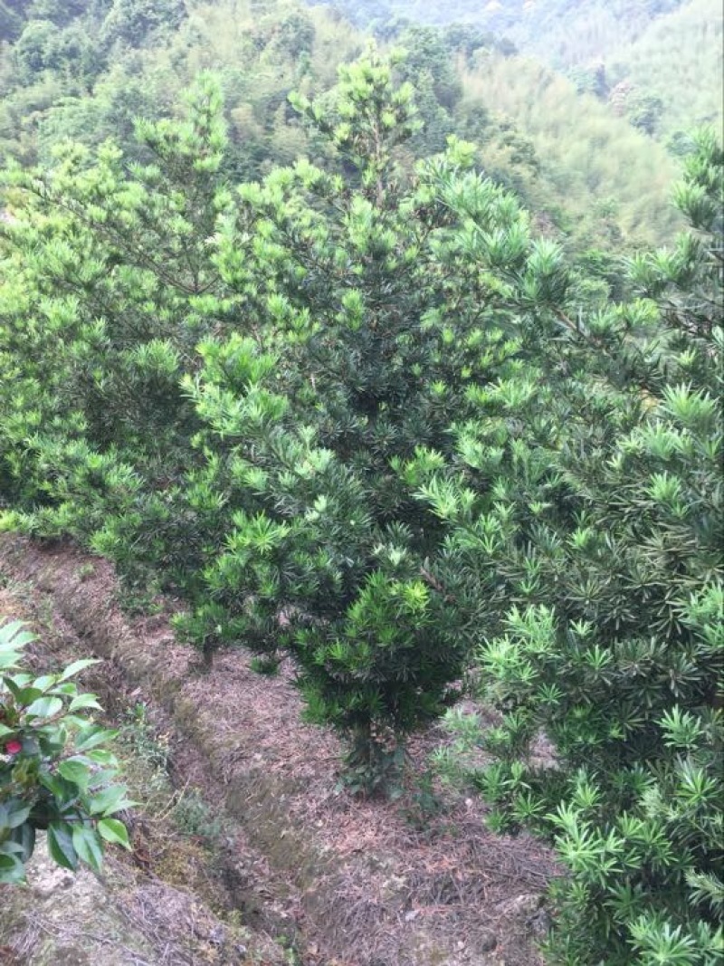 罗汉松8~10cm8~10cm3~3.5米