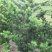 罗汉松8~10cm8~10cm3~3.5米