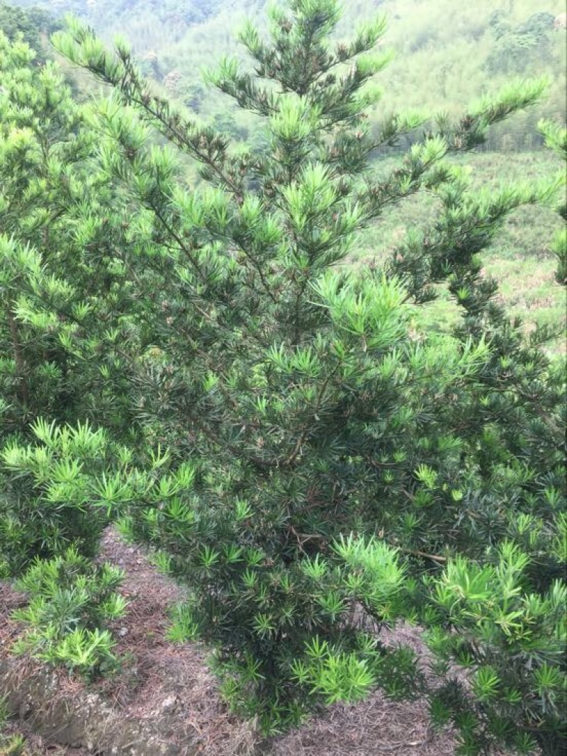 罗汉松8~10cm8~10cm3~3.5米