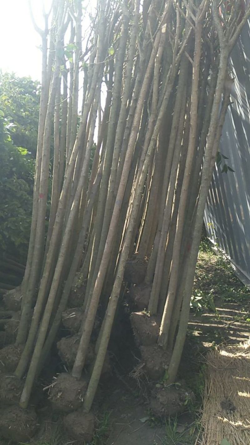 大叶女贞4~6cm