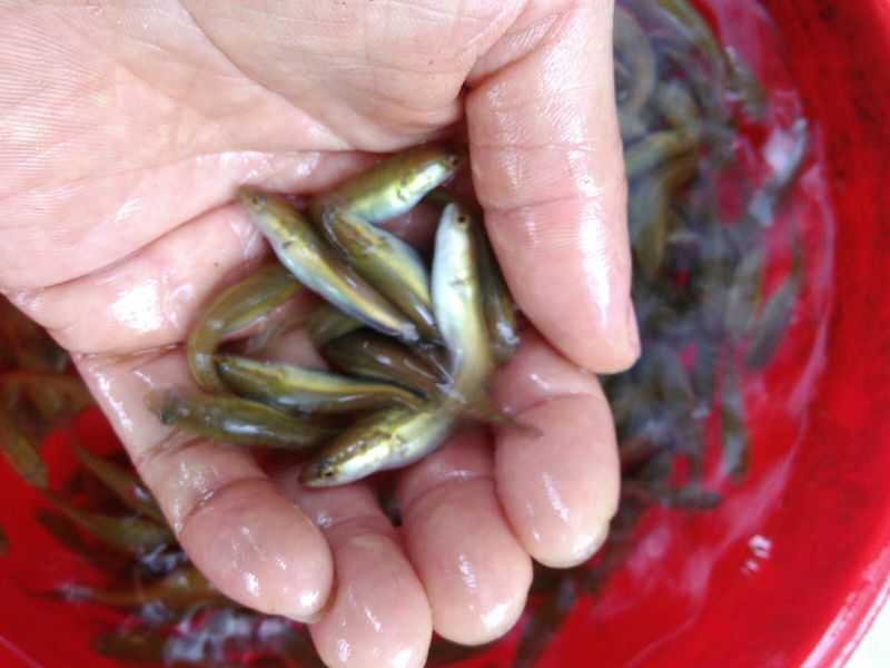土鲶鱼苗，土乌鱼（土生鱼）苗