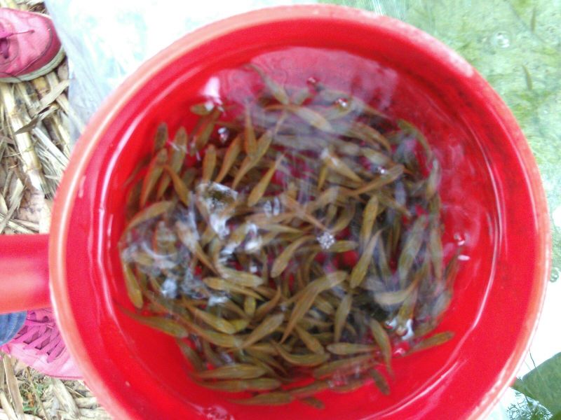 土鲶鱼苗，土乌鱼（土生鱼）苗