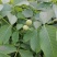 薄壳香核桃苗一年苗50~100cm