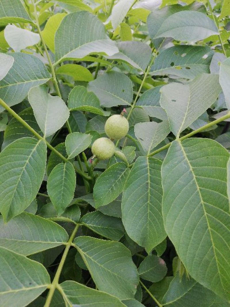 薄壳香核桃苗一年苗50~100cm