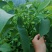 薄壳香核桃苗一年苗50~100cm