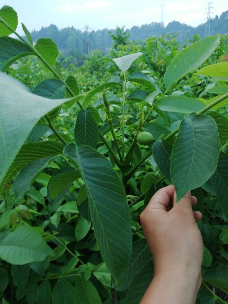 薄壳香核桃苗一年苗50~100cm