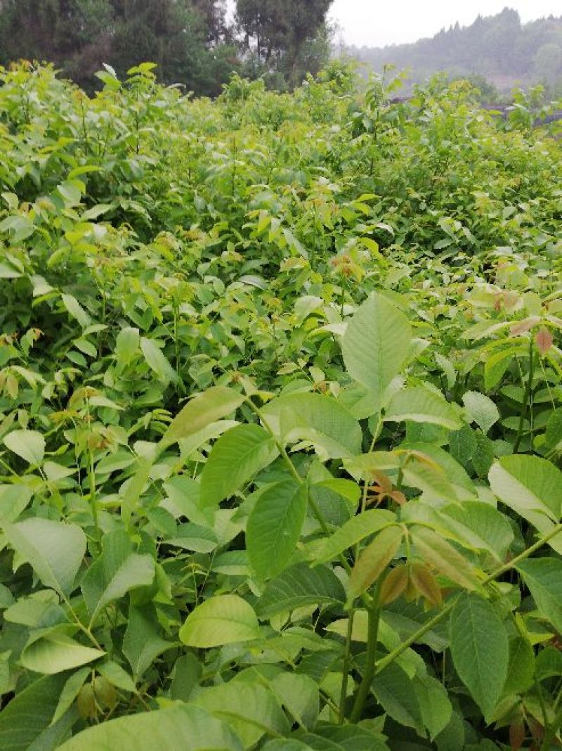 薄壳香核桃苗一年苗50~100cm