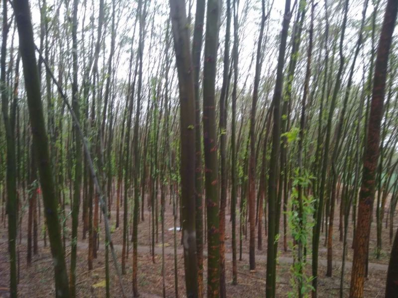 速生柳2-4cm6~8cm4~6cm3.5~4米