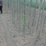 速生柳2-4cm6~8cm4~6cm3.5~4米