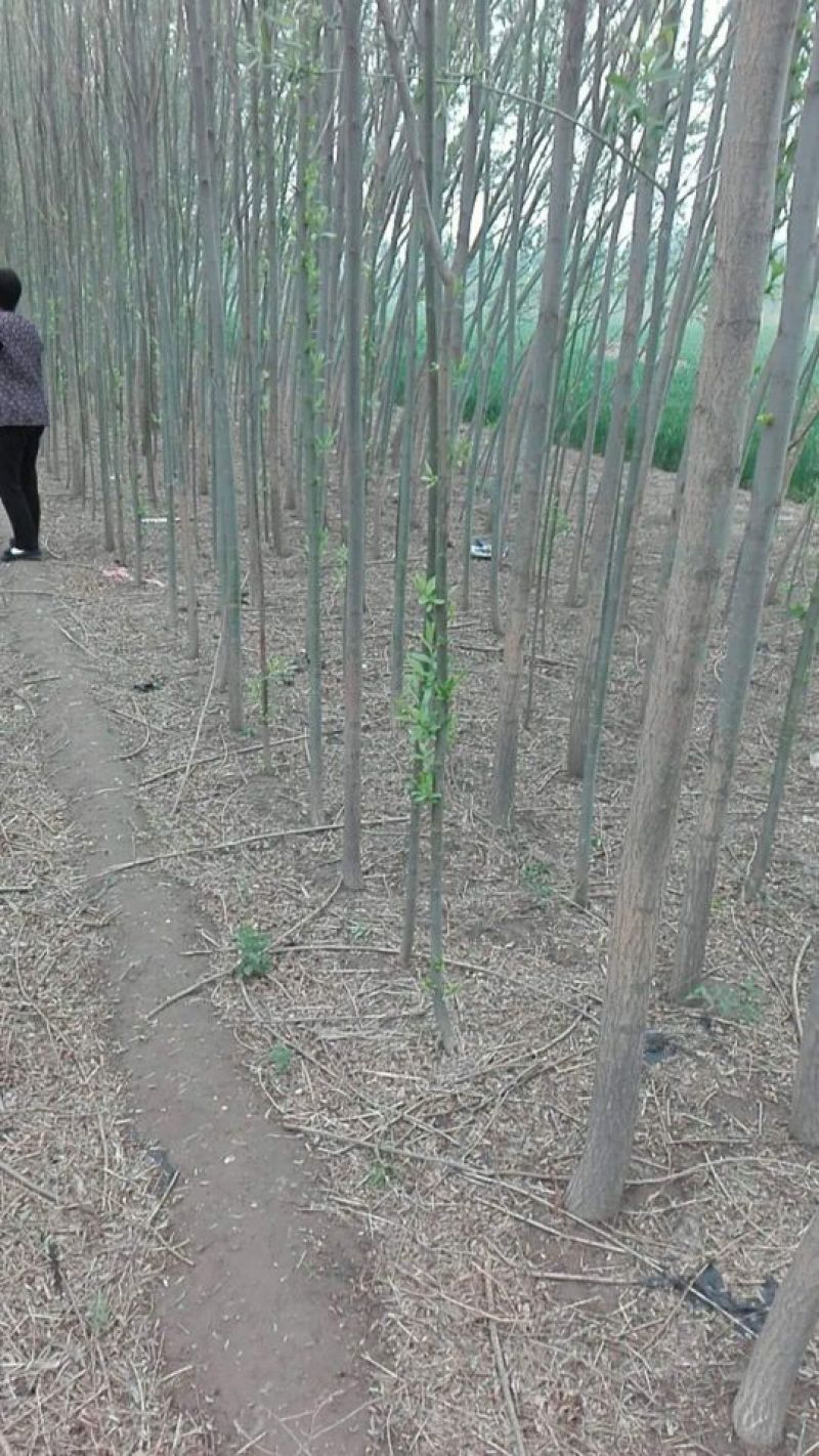 速生柳2-4cm6~8cm4~6cm3.5~4米