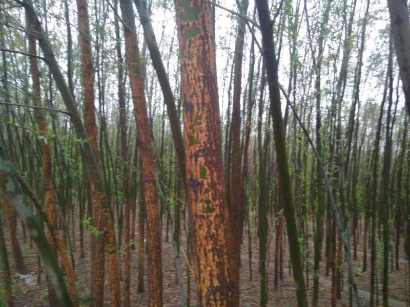 速生柳2-4cm6~8cm4~6cm3.5~4米