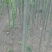 速生柳2-4cm6~8cm4~6cm3.5~4米
