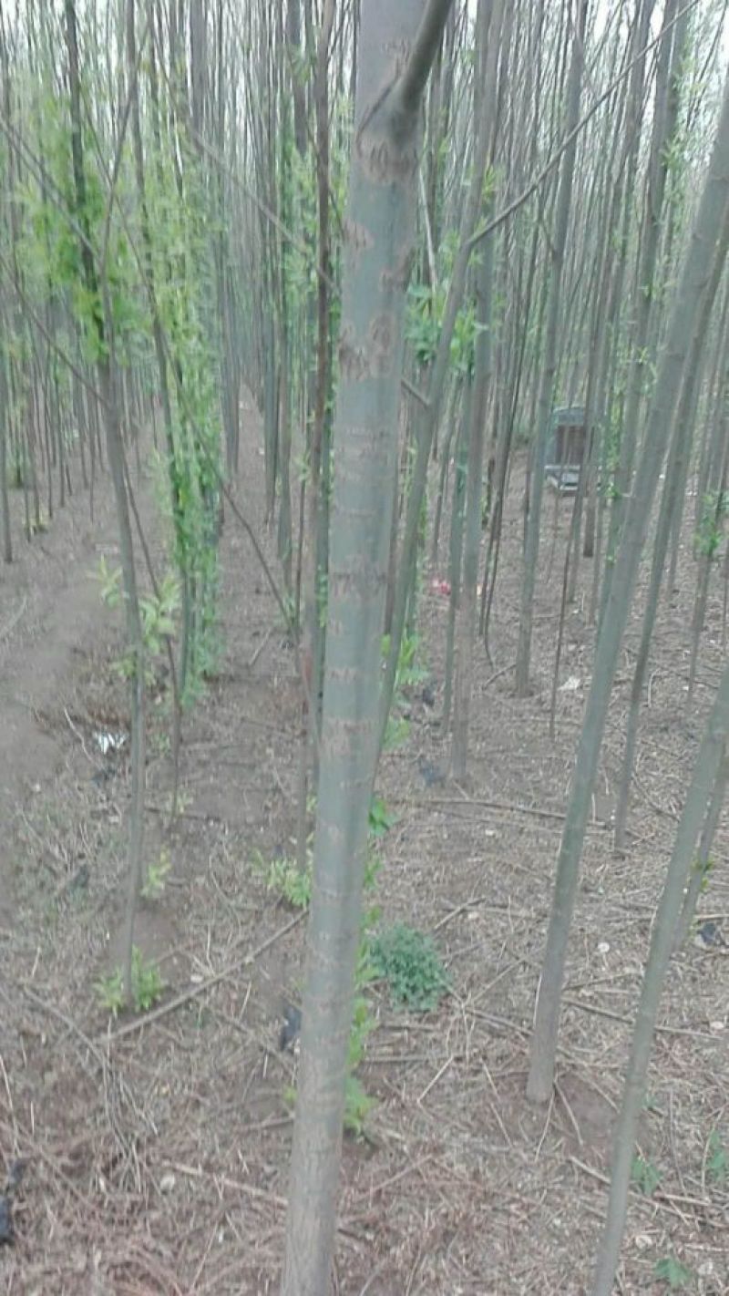 速生柳2-4cm6~8cm4~6cm3.5~4米