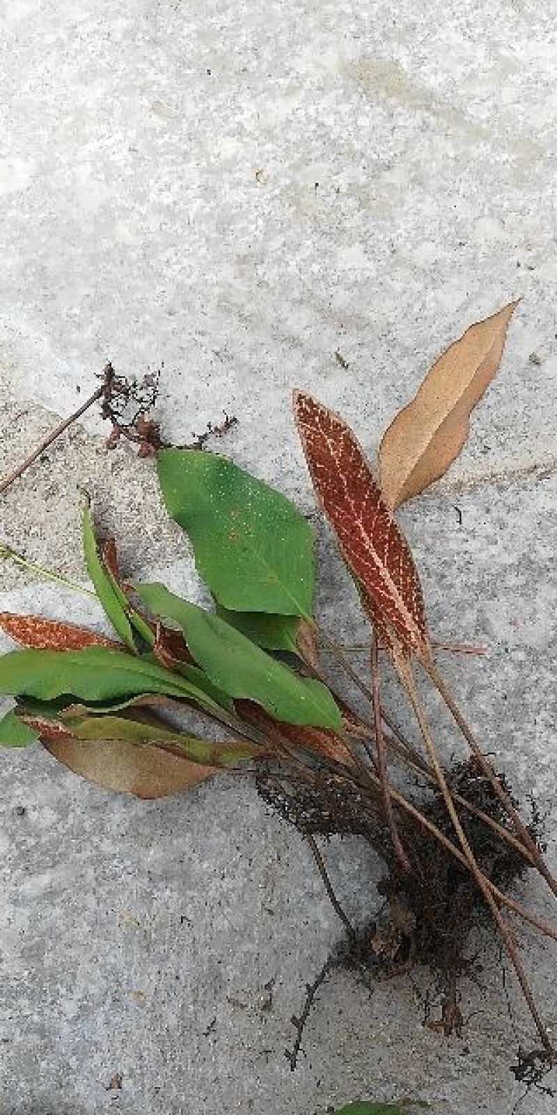 石韦小叶全草