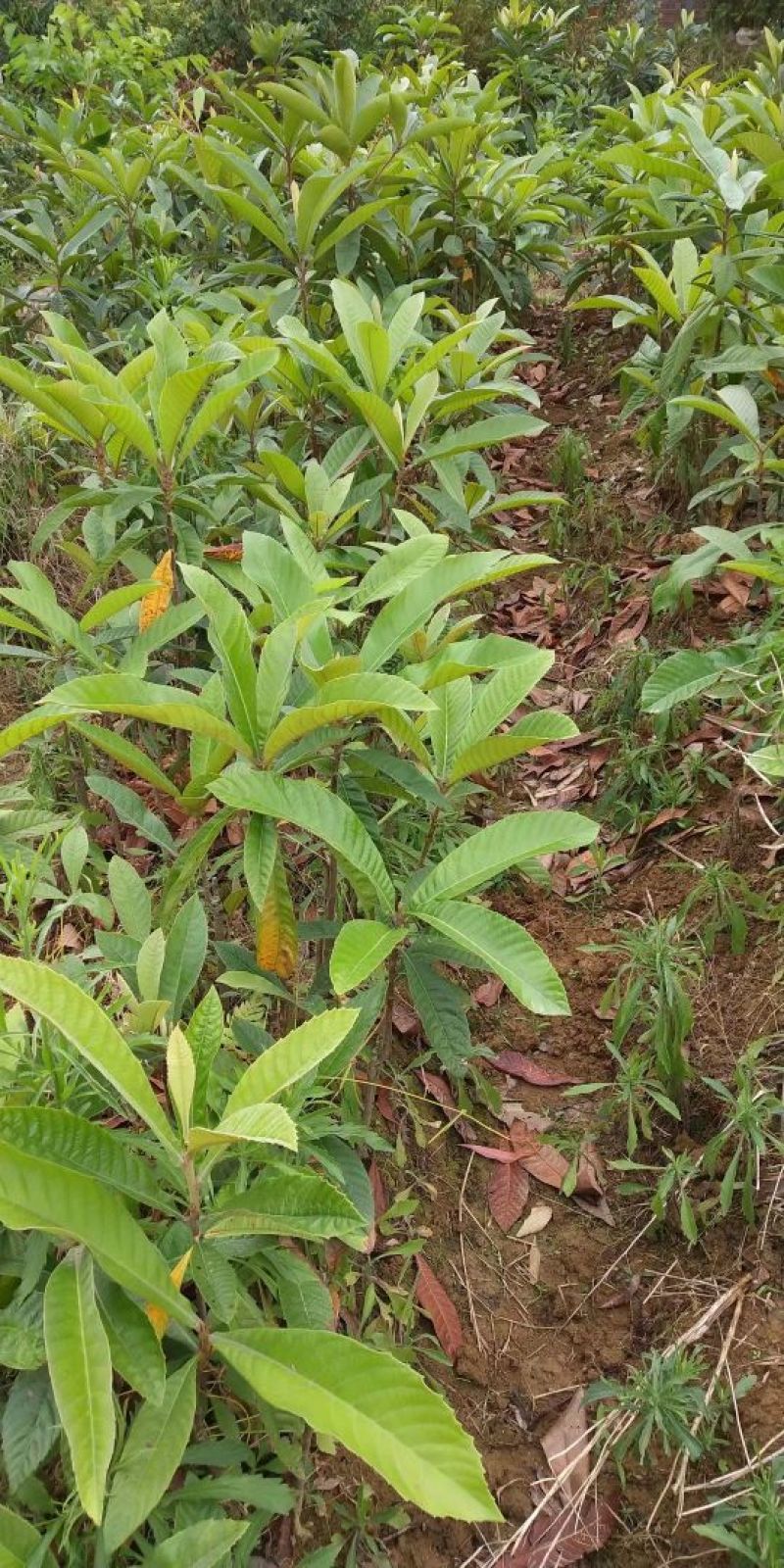大五星枇杷苗30~50cm