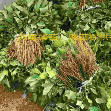 桑椹树苗