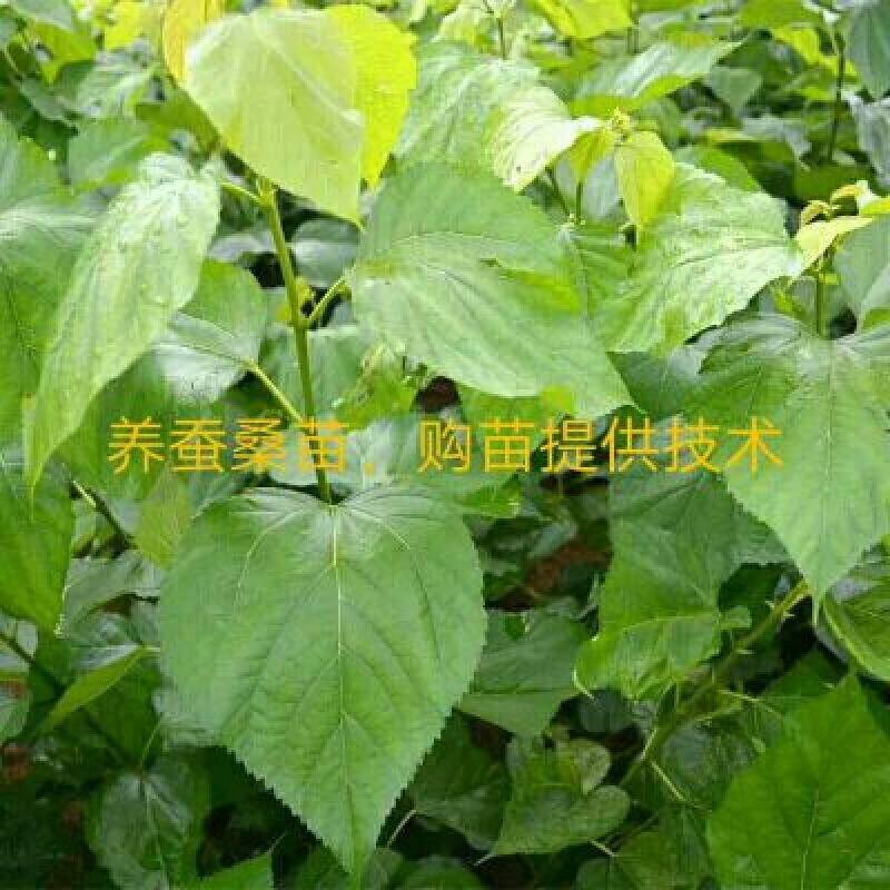 桑椹树苗