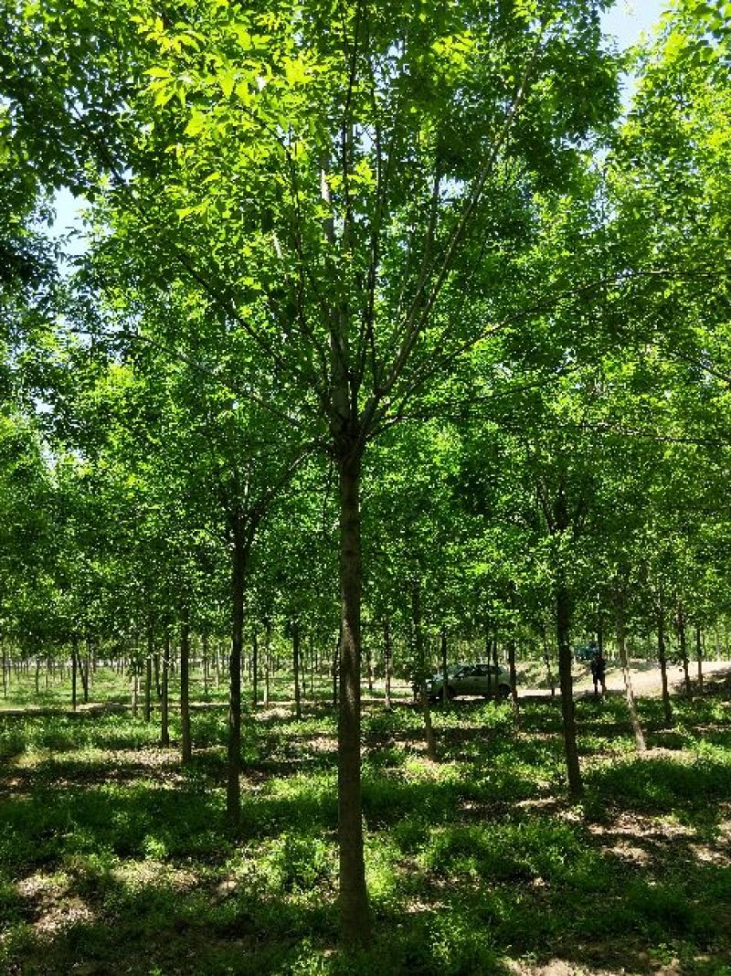白蜡树苗圃大量现货供应:各规格白蜡、老式、速生、