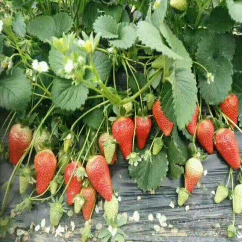 妙香草莓苗10~20cm