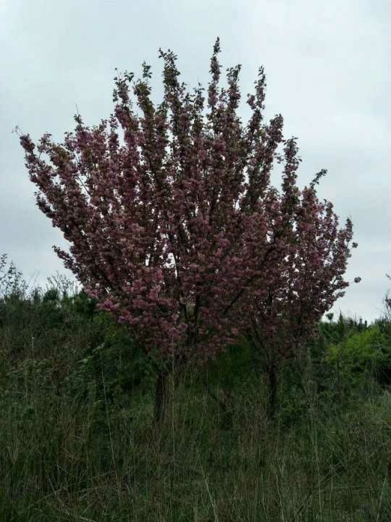 樱花树大量现货供应:各规格（早樱、晚樱、染井吉野）
