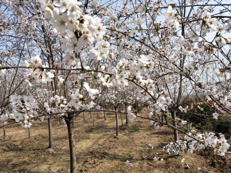 樱花树大量现货供应:各规格（早樱、晚樱、染井吉野）