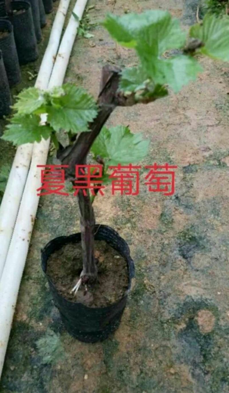 夏黑葡萄苗30cm以下0.5年