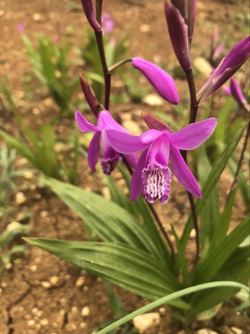 三叉白芨鲜货选货